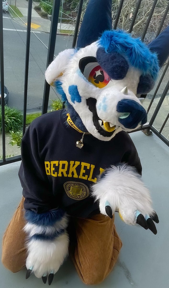 Awwoo!! My dog loves his Cal gear! Support #FurriesAtBerkeley in the #CalBigGive so I can buy him more ^w^