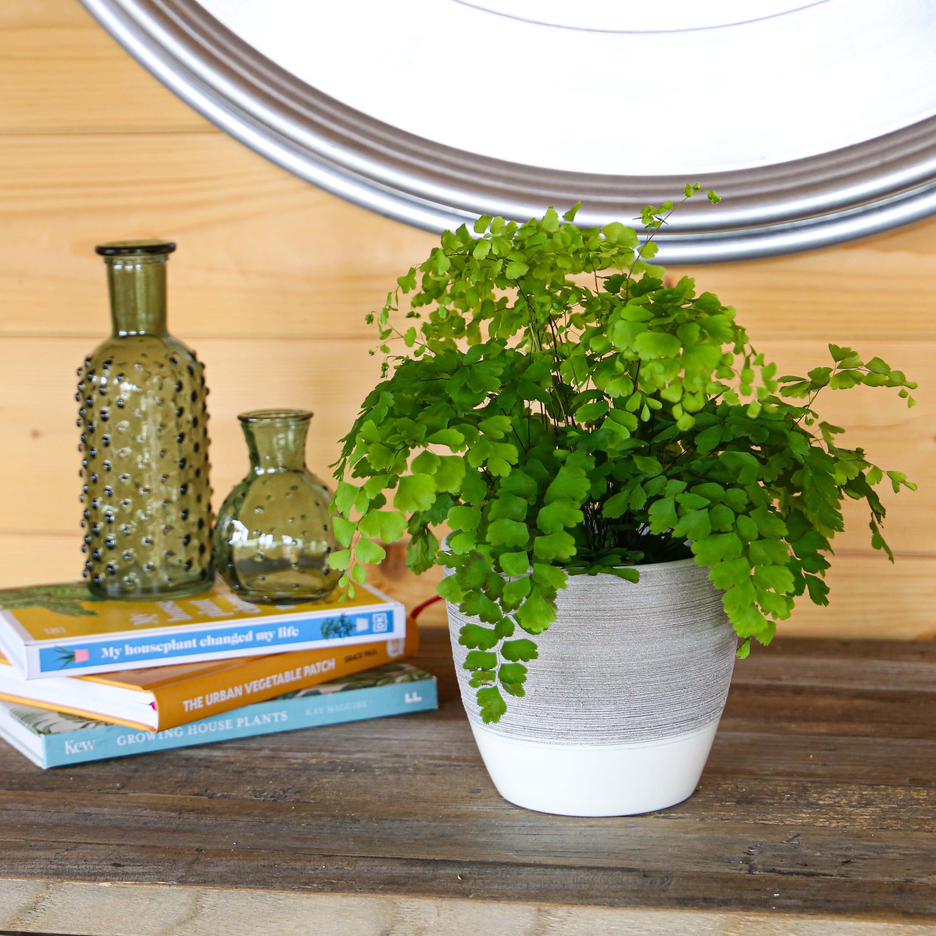 15 Stunning Indoor Fern Types: Beautify Your Home!