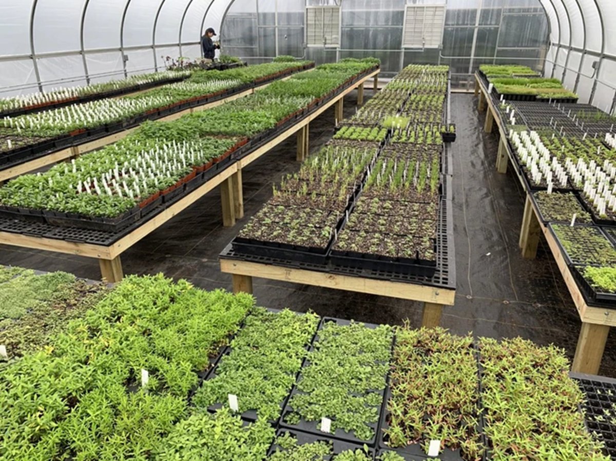 🍀 This is SO cool! The @ToledoZoo native plant nursery is the starting point for thousands of native plants every year. The experts at the Zoo use capillary mats to control the watering for the plants, which means this entire greenhouse runs on very little manual labor. 🙌