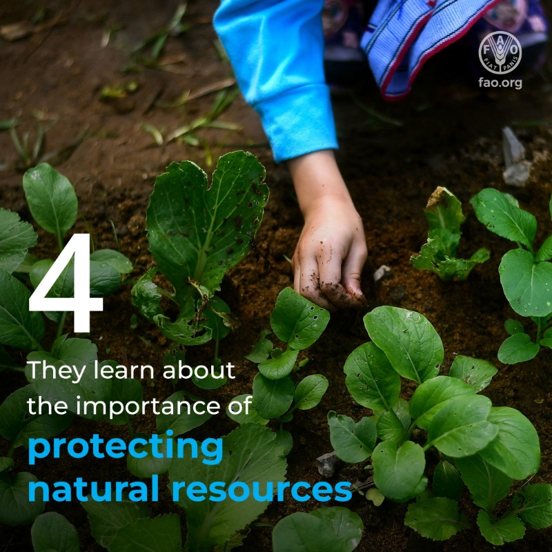 FAO's tweet photo. School gardens are a great way to teach children about healthy eating... and much more!

🥦🥕🍓🥒🥔🫐🥜🍐🧅🍎🍌🍈

👧🏻👦🏽 Discover what happens when children grow food at school👇

#SchoolGardens #SkillsRightNow #YouthSkillsDay
