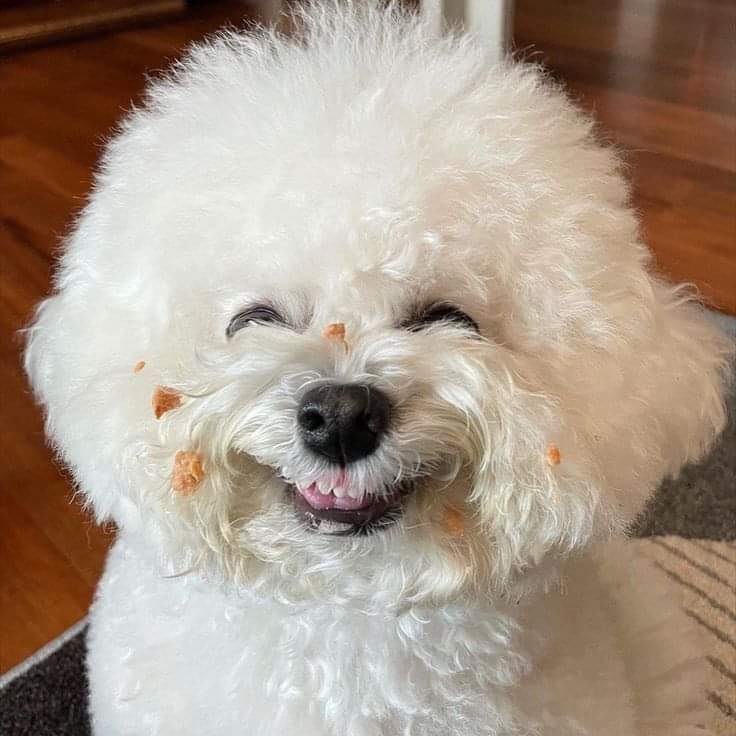 bichonsbuddies's tweet image. Caught in the act of mischief! This fluffy Bichon's antics never fail to bring a smile to our faces. 🐾😂 #BichonFrisé #MischiefMaker