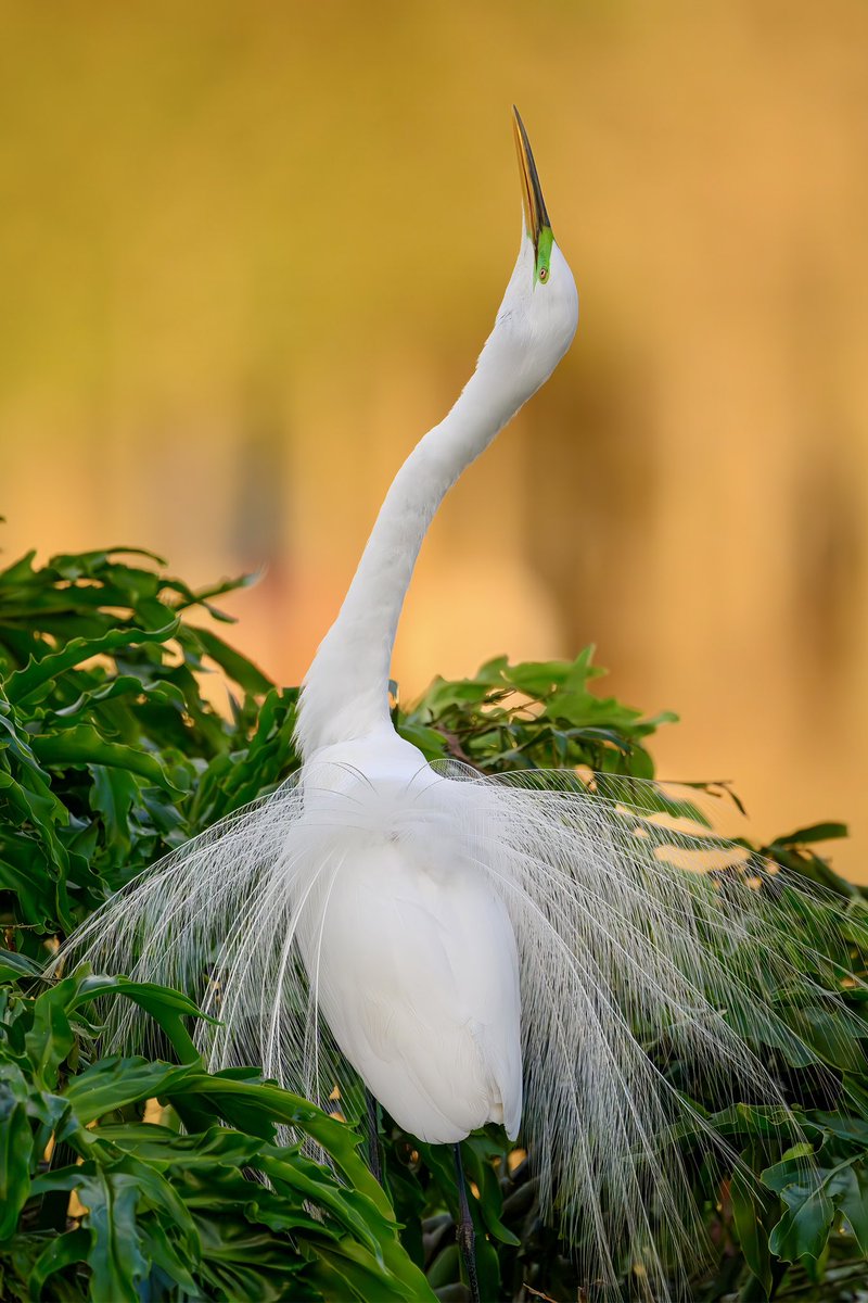 Great Egret display in late afternoon sunlight, the courtship rituals are beautiful to watch! @NikonUSA Z 9. #birdphotography #nikonambassador