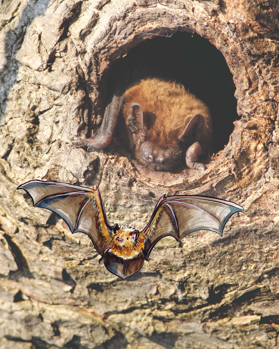 The Noctule Bats are the largest resident species of bat in the UK! 🦇 If you have a bat detector, they are most easily identified by their very loud 'chip-chop' call, lower in ultrasonic frequency than other bats, peaking at 25kHz.