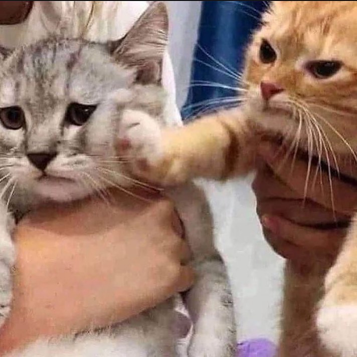 PunchingCat's tweet image. 