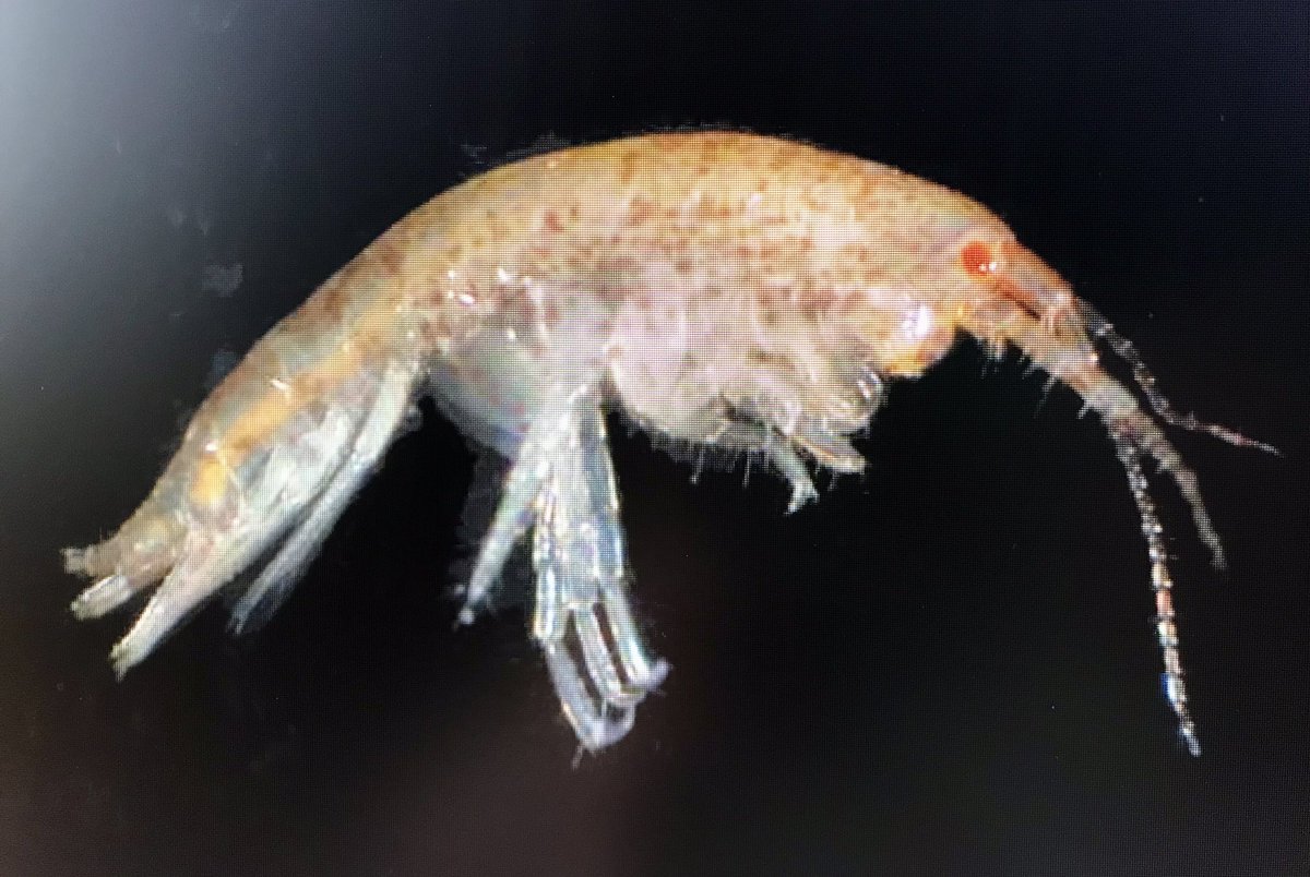 Amelia Curd tweet media