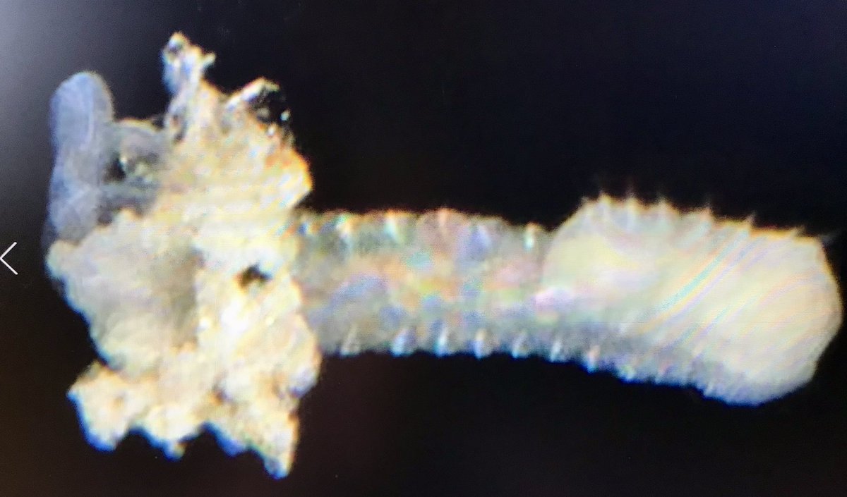 Amelia Curd tweet media