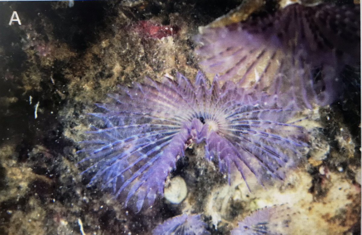 Amelia Curd tweet media