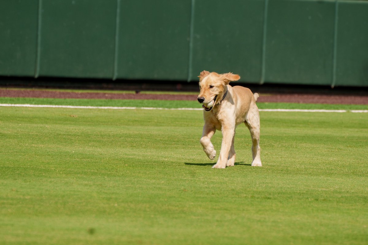 TCU Baseball tweet media