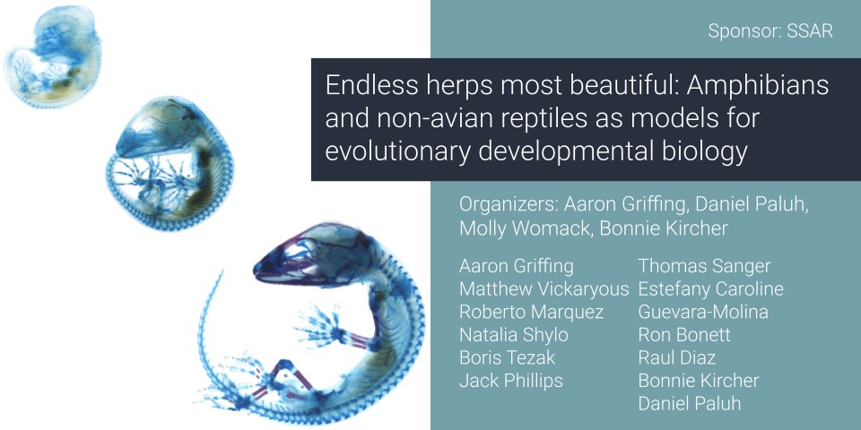 #ENDLESSHERPS Most Beautiful: Amphibians and non-avian reptiles as models for evolutionary developmental biology! An incredible symposium sponsored by @SSAR! Check it out at #SSAR2024 at UMich!