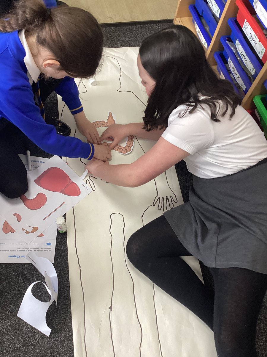 During Science week Year 4 have been learning about the digestive system, they drew around a child and placed the organs in the correct place. We have learned the functions too! #ScienceWeek