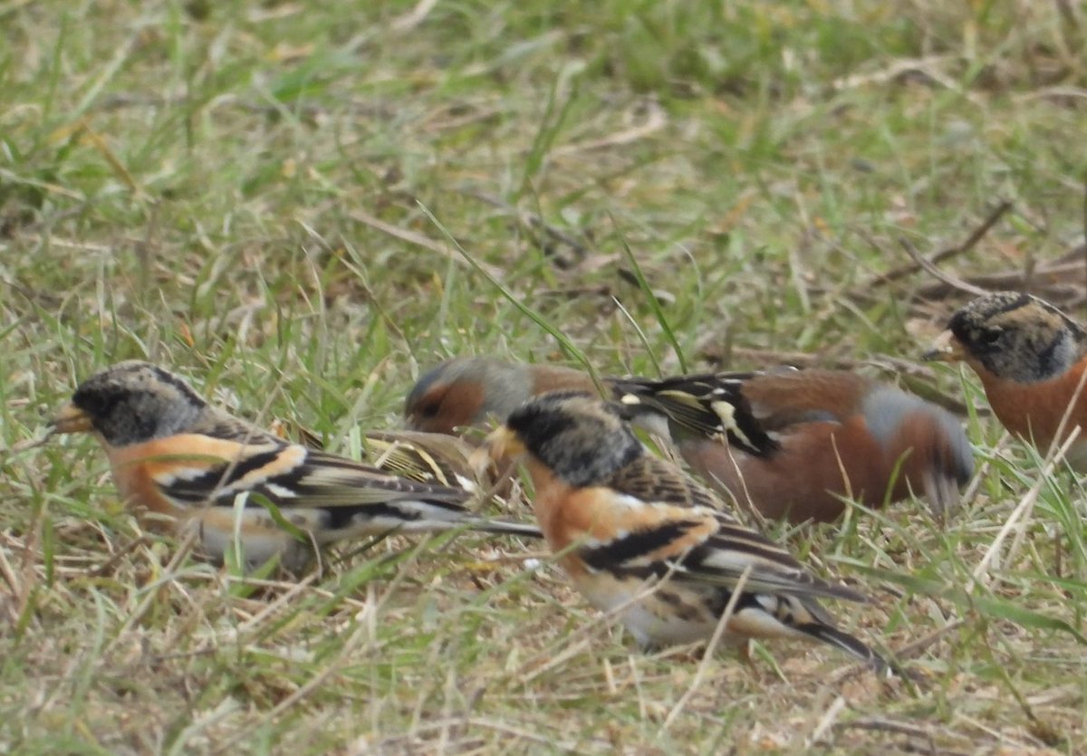 ❗️Bramblings have been spotted at our satellite site, Wombwell Ings, milling about happily amongst the reed buntings and chaffinches. With Spring fast approaching, it won't be long until this ❄Winter Visitor❄ bids farewell to the Dearne Valley. 📸 Mikk Murray | Graham High