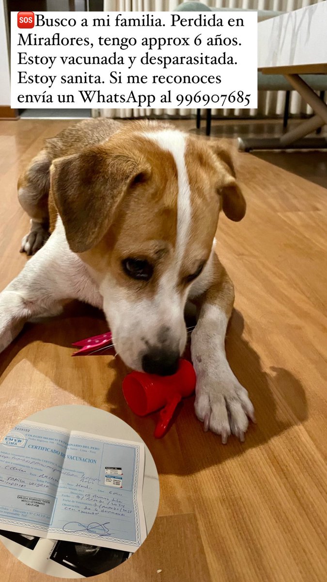 anitae123's tweet photo. Buscamos a su familia. Perrita de aprox 6 años me siguió desde Grau con Francia en Miraflores. Vacunada. Está desparasitada y con pipeta. Está esterilizada. Si conoces a su familia, manda un msj whatsapp al 996907685

@lapetiisaa Por favor, máxima difusión 🙏🏼 https://t.co/gox5BdHc6D