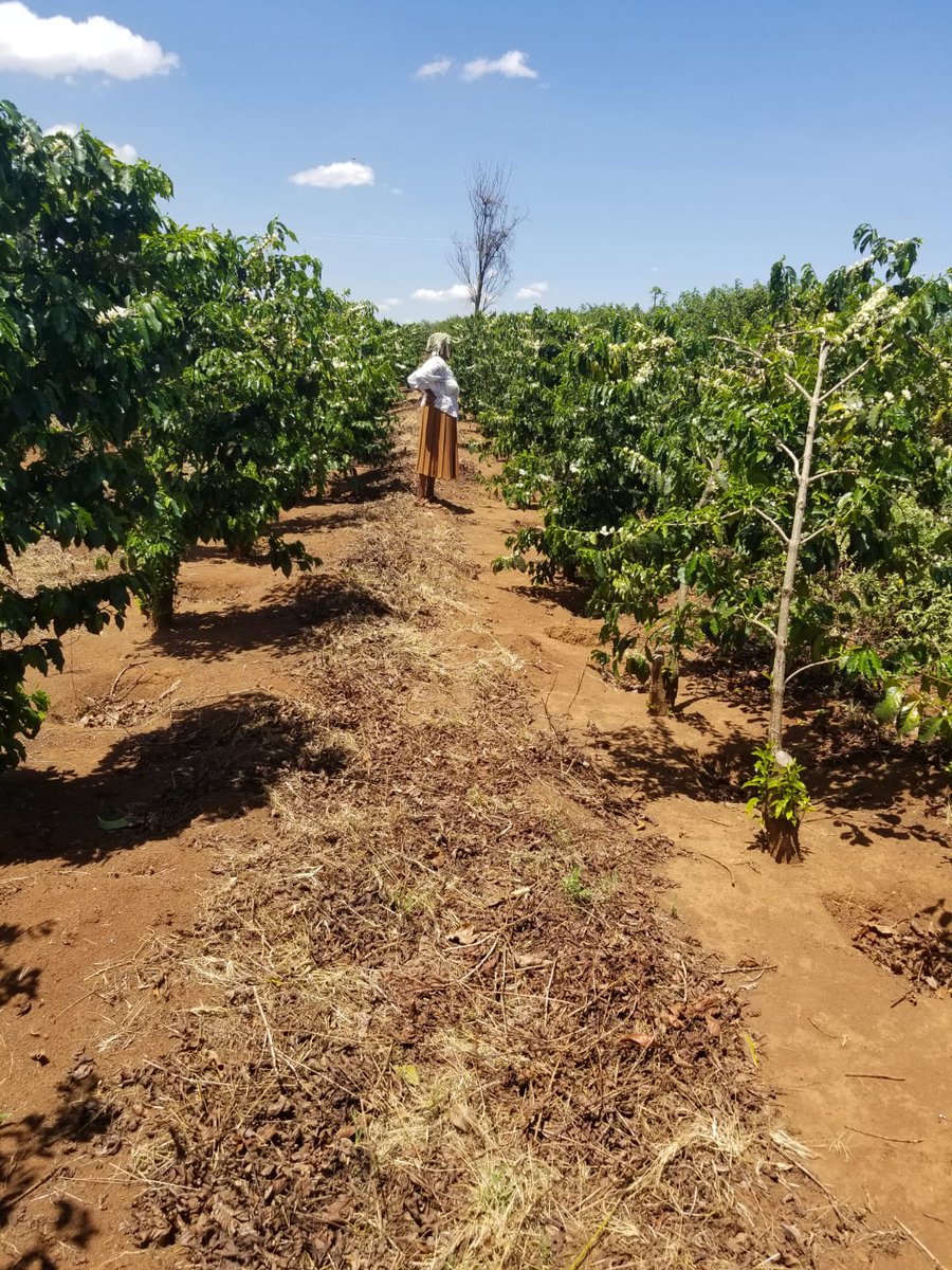 SolaiCoffee's tweet photo. I'm Kuria, Founder of  Solai Coffee. This is my mom in her office. My purpose is to keep the lights and water running in her office in Kenya by producing quality coffee &amp; paying the farmers fairly. Buy your coffee and help me support her and other farmers. https://t.co/QIsgi5Cwnb https://t.co/oNrLvqbXlK