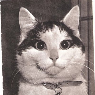attnsiondeficit's tweet image. #Buffins
#CatWithTheMostAppealingExpression
#NewProfilePic