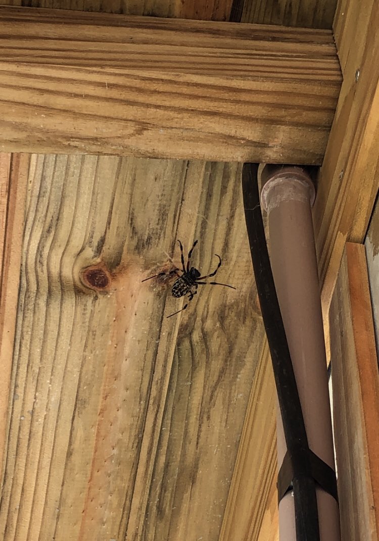 essa é a Jurema, a aranha q fez uma casa na minha casa e eu gostaria de saber se devo entregar as chaves pra ela ou se podemos ser vizinhas ter boas 😅 <a href="/Biomesquitaa/">Biomesquita 🐍</a> <a href="/ElfaDosInsetos/">Elfa dos Insetos 🐛🦋</a> <a href="/BiologoRangel/">Biólogo Sérgio Rangel</a>  🙏🏻