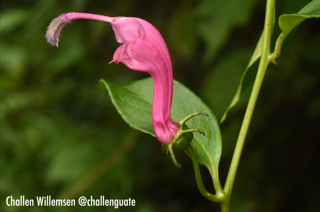 Centropogon is a genus in the bellflower family (Campanulaceae) with over 200 species distributed across the Neotropics. This is Centropogon urubambae, a species endemic to Peru. #plants #botany #campanulaceae #insitu #flowers #forest #cloudforest #nature #flora #centropogon