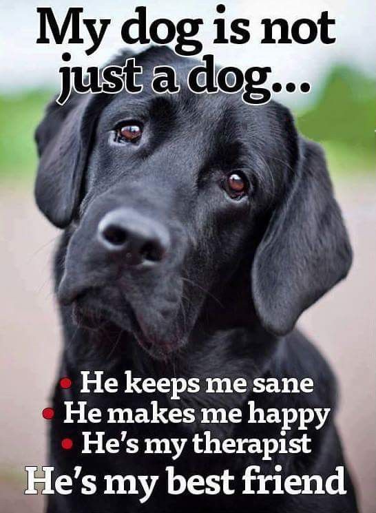 ShadowDogDesign's tweet photo. My #dog is not just a dog . . .  + He keeps me sane.  + He makes me #happy.  + He's my therapist.  +He's my best #friend

#Dogs #BestFriend #DogsMakeMeHappy #GoodDog #DogsAreLove https://t.co/2iKpdVJ6cV