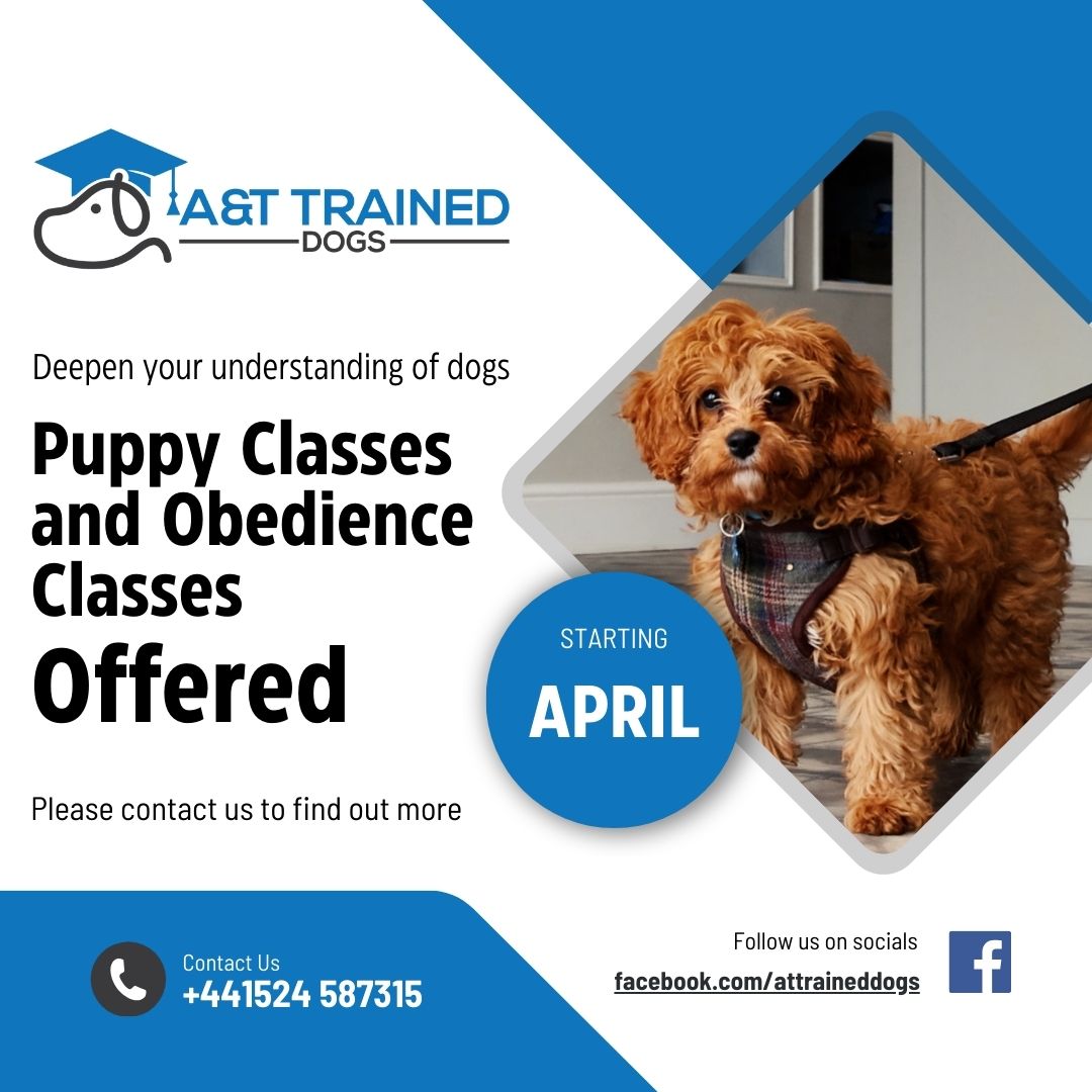 at_traineddogs's tweet image. 🐾 Exciting news! Starting this April, A&amp;amp;T Trained Dogs will be launching our puppy classes and obedience classes! Don't hesitate to reach out for more info. Let's make your pup's training journey pawsome! 🐶📅 #PuppyClasses #ObedienceClasses #ATTrainedDogs