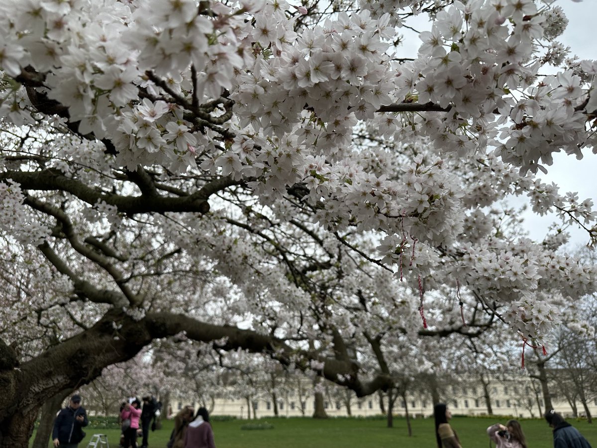 Blossom all over