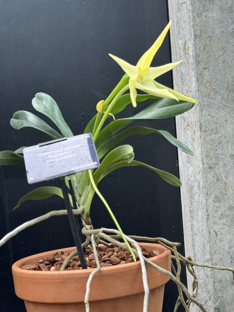 Thanks to @chickpeaman for my first sight of Darwin’s orchid @kewgardens after our @nerc grant kickoff meeting. What a stunning example of co-evolution! Now I just need to see its pollinator, the sphinx moth Xanthopan praedicta. Trip to Madagascar clearly needed 😉