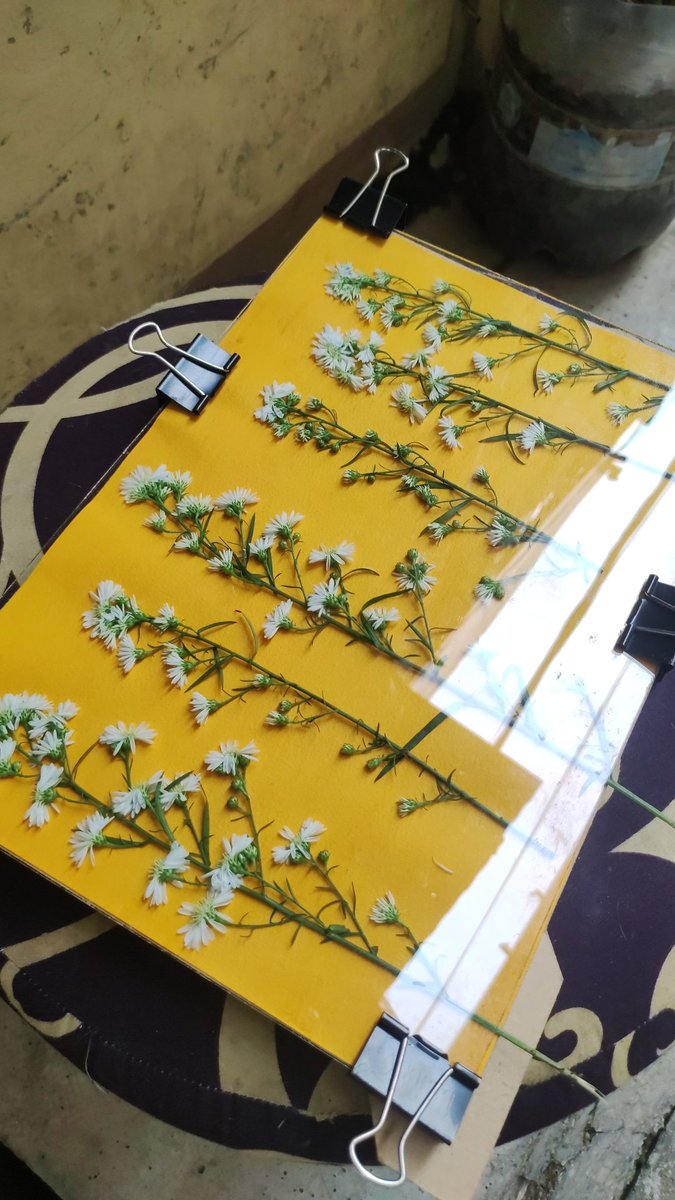 ccceropobii_'s tweet image. #anthotypes