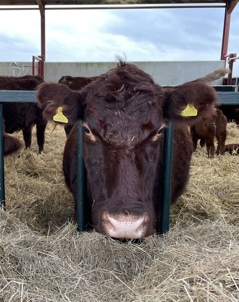 She doesn’t look very happy to see me #LincolnRed😂Just working on our next @LincsWildlife #WilderLincolnshire podcast. If you haven’t heard the March episode yet from #FarIngs it’s here podcasters.spotify.com/pod/show/lincs… #Wildlife #Nature #Conservation #Cattle #Grazing @LWTWildNews