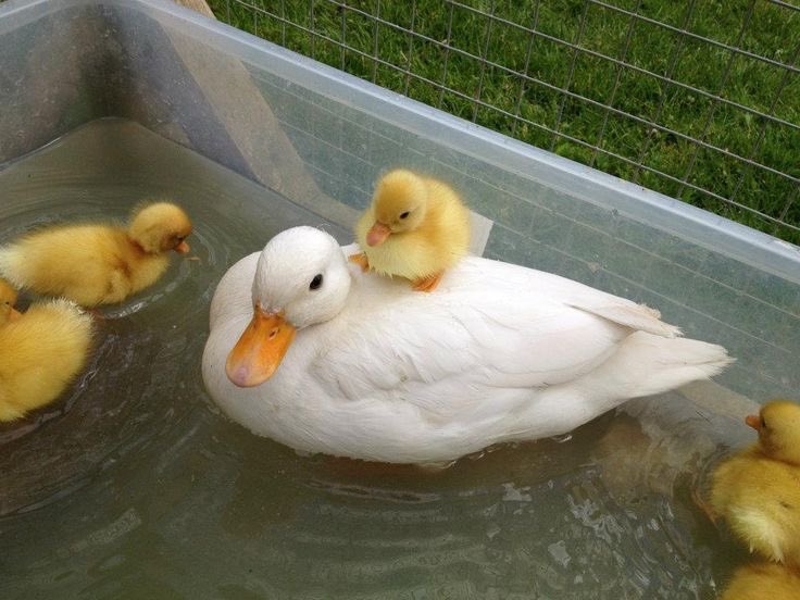 DUCKNCOVRR's tweet photo. holyshjit https://t.co/GdJBJGcVd7
