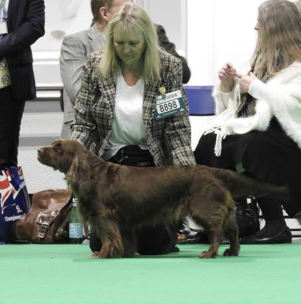 Treacle, our GA school dog, has recently climbed her own personal mountain and won the female Sussex Spaniel class at Crufts. Treacle has been very grateful for the strokes and congratulations from our students and staff all week #proud