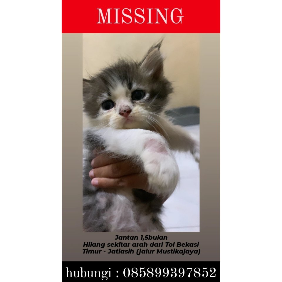 gotooto_'s tweet photo. HELP RT : KUCING HILANG. Mohon bantuan dan doa nya 🙏😭 #kucinghilang #bekasi #jakarta #kitten #missingcat #helpretweet #helprt #kucing https://t.co/K01QJ8XnN0