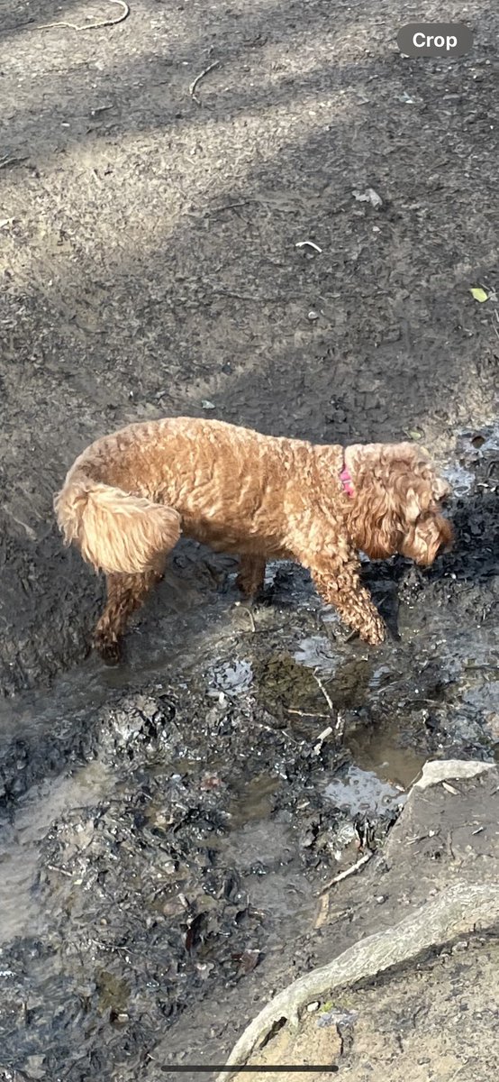 #dogs i founded the muddy bit!