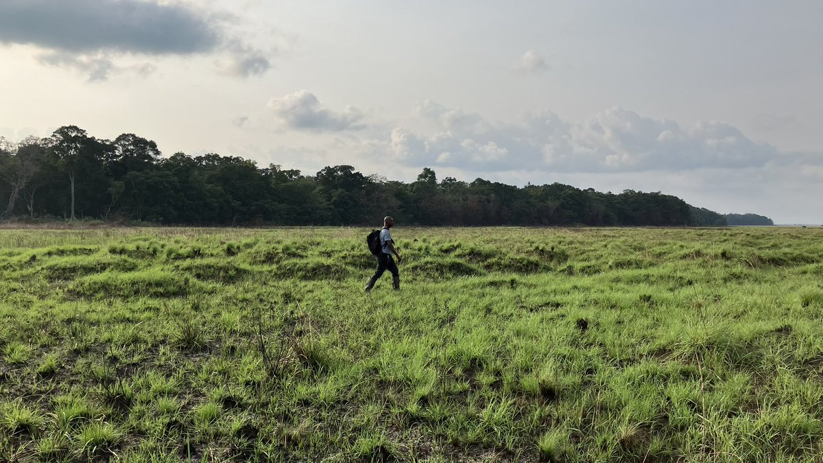 JaanParn's tweet photo. @peatlandn2o Congo fieldworks in great hardwood #peat swamp forest and #peatland #savannah , through great hardships, are over! Thanks for great collaboration, @umngcg and @wcs_congo!
@MikkEspenberg @KaidoSoosaar 
#PeatTwitter https://t.co/8CVFfdH34g