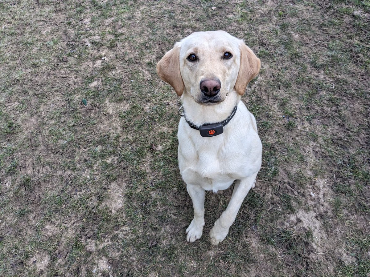 Humberside Police Dog Section (@hpdogsection) on Twitter photo PD Sunny (DCW detection) has been busy over the last two days assisting with ongoing operations across the force. Multiple warrants executed, vehicles and properties searched leading to several arrests. #yousaywedo #zerotolerance <a href="/Humberbeat/">Humberside Police</a> PD Sunny (DCW detection) has been busy over the last two days assisting with ongoing operations across the force. Multiple warrants executed, vehicles and properties searched leading to several arrests. #yousaywedo #zerotolerance <a href="/Humberbeat/">Humberside Police</a>