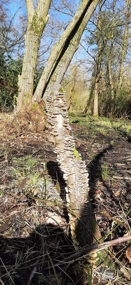 Imkerdienst's tweet photo. Vandaag buiten in #Kempense natuurtuin.. https://t.co/XGo7OA2ynN