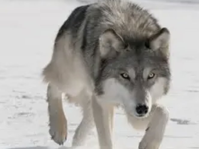 🐺wolf 狼 늑대 Chó sói 狼です волк lobo lupo Le loup หมาป่า भेड़िया