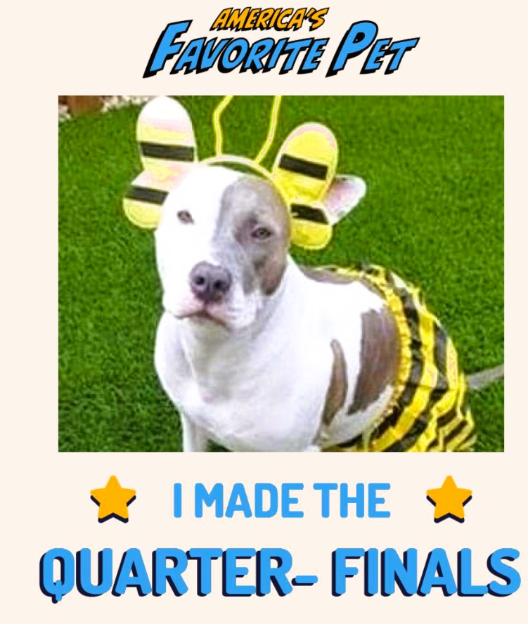 NMBewitched's tweet photo. Village
Please Vote 4 #LaffyTaffy
#AmericasFavoritePet
#NMBredBully #AdoraBull #PibblePower
#UnchainedDog
Represents: Every dog chained living outside 24/7
1 million #Pitbulls killed every year in shelters
Need 2 end #XYBullyBans #EndBSL
https://t.co/4nyzK5ccs2
U can🗳️everyday https://t.co/5z60SW6bQi