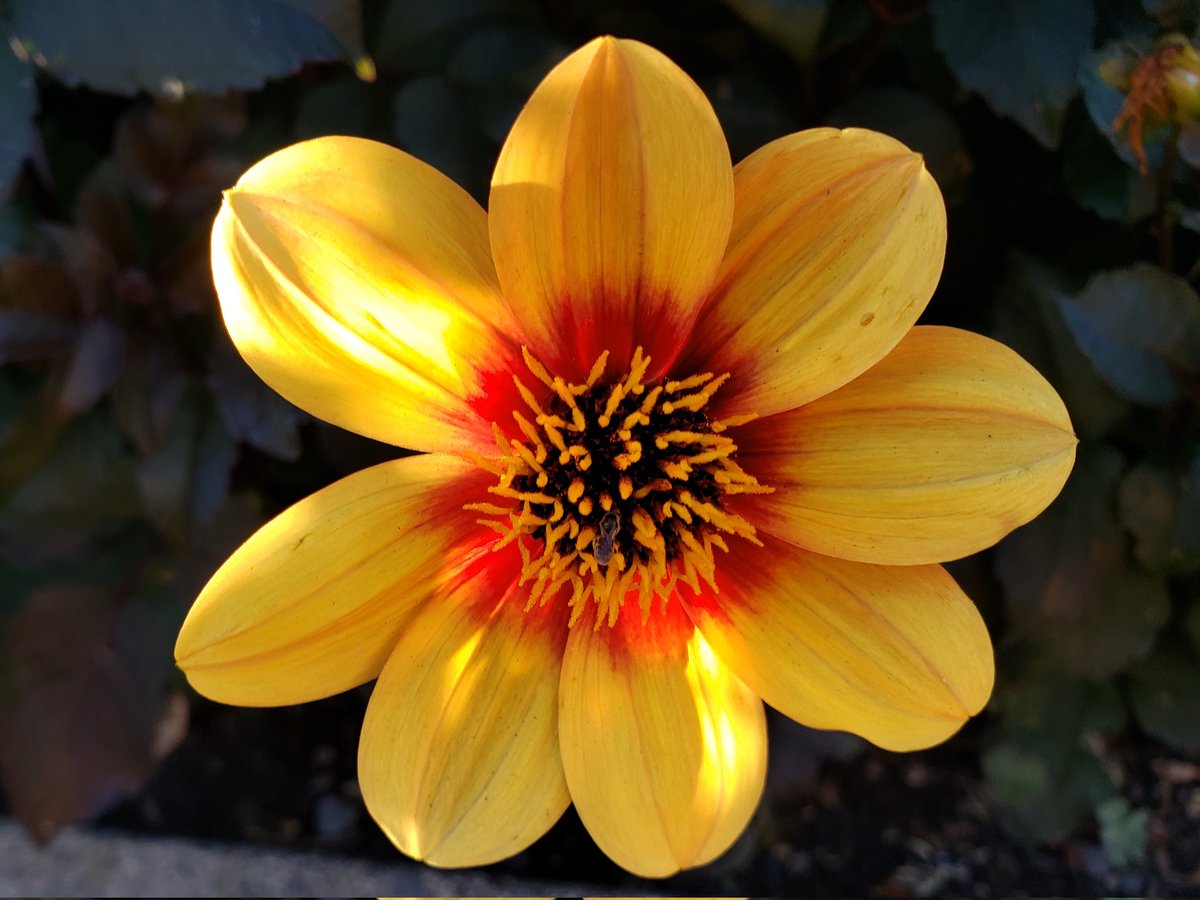 BeautifulPress's tweet photo. "How many petals will it take
to brighten your day and
remind that you are beautiful
just as you are."
-- Deke Bridges 

#photography #beautifulpress
#kindwords https://t.co/bfdkIQHgSm