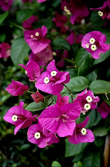 iamMitchDuran's tweet photo. For everything that was written in the past was written to teach us, so that through the endurance taught in the Scriptures, and the encouragement they provide, we might have HOPE.🙏 - Romans 15:4

#hopeinGod #Godishope #hope #journeyofhope
📷: #Bougainvillea https://t.co/x1NdGNXobG