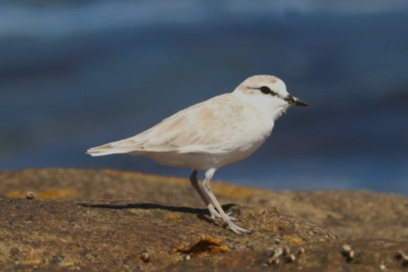 digitalwildlife's tweet photo. Any seasoned birders of South Africa want to tell me what this is? 
To a UK / European birder such as myself it looks like a seriously sun bleached Kentish Plover. 2 on the beach at the Cape of Good Hope. Cheers #africanbirds https://t.co/1ysdnjrCLh