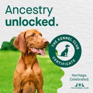Curious about your dog's roots? Dive into their family history and uncover fascinating connections! From royalty to rascals, every pet has a story waiting to be discovered. Find out more information at bit.ly/3OAAFf2 #PetAncestry #FamilyHistory #UncoverRoots