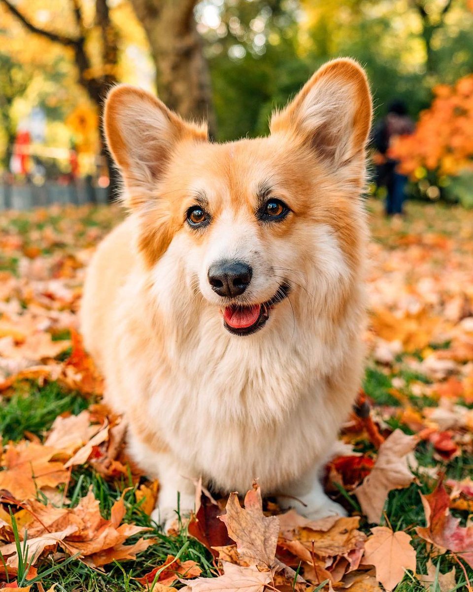 Corgi lover community (@jaredkhall51384) on Twitter photo 