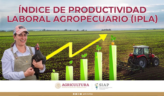 DGSIAP_Mx's tweet photo. #SIAPInforma Al cierre del 2023, el #Índice de Productividad Laboral #Agropecuario (IPLA) 🌽registró incremento 📈de 1.4% en relación con el trimestre anterior.
#Producción #InformaciónOportuna
#Consúltalo  👉https://t.co/nRbrEJpLIZ https://t.co/Tlu1MM5qDT