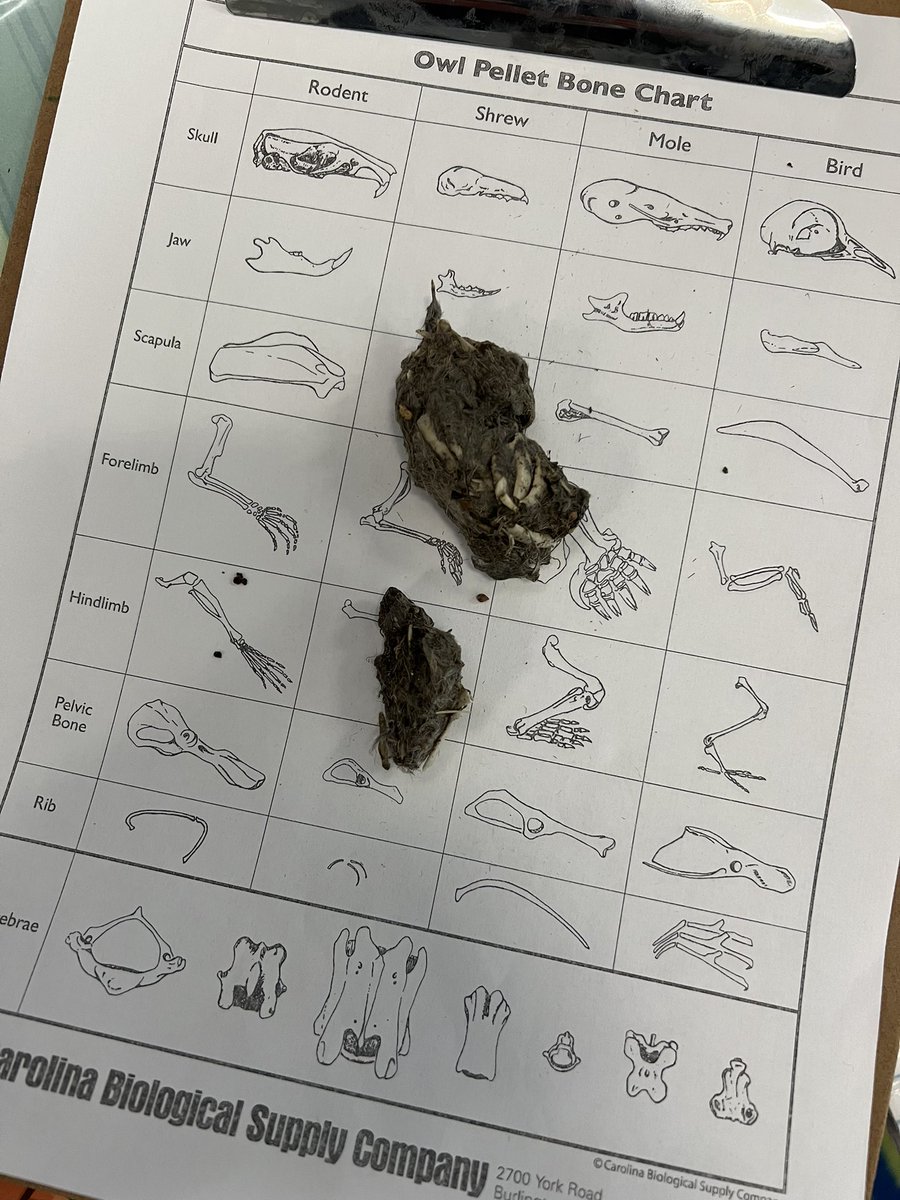 Best science class ever when a student spies an owl pellet near the fence of our pond! Now to find out WHHOO it’s been eating! #GreenSTEM #owls #authenticlearning #foodwebs #adaptations