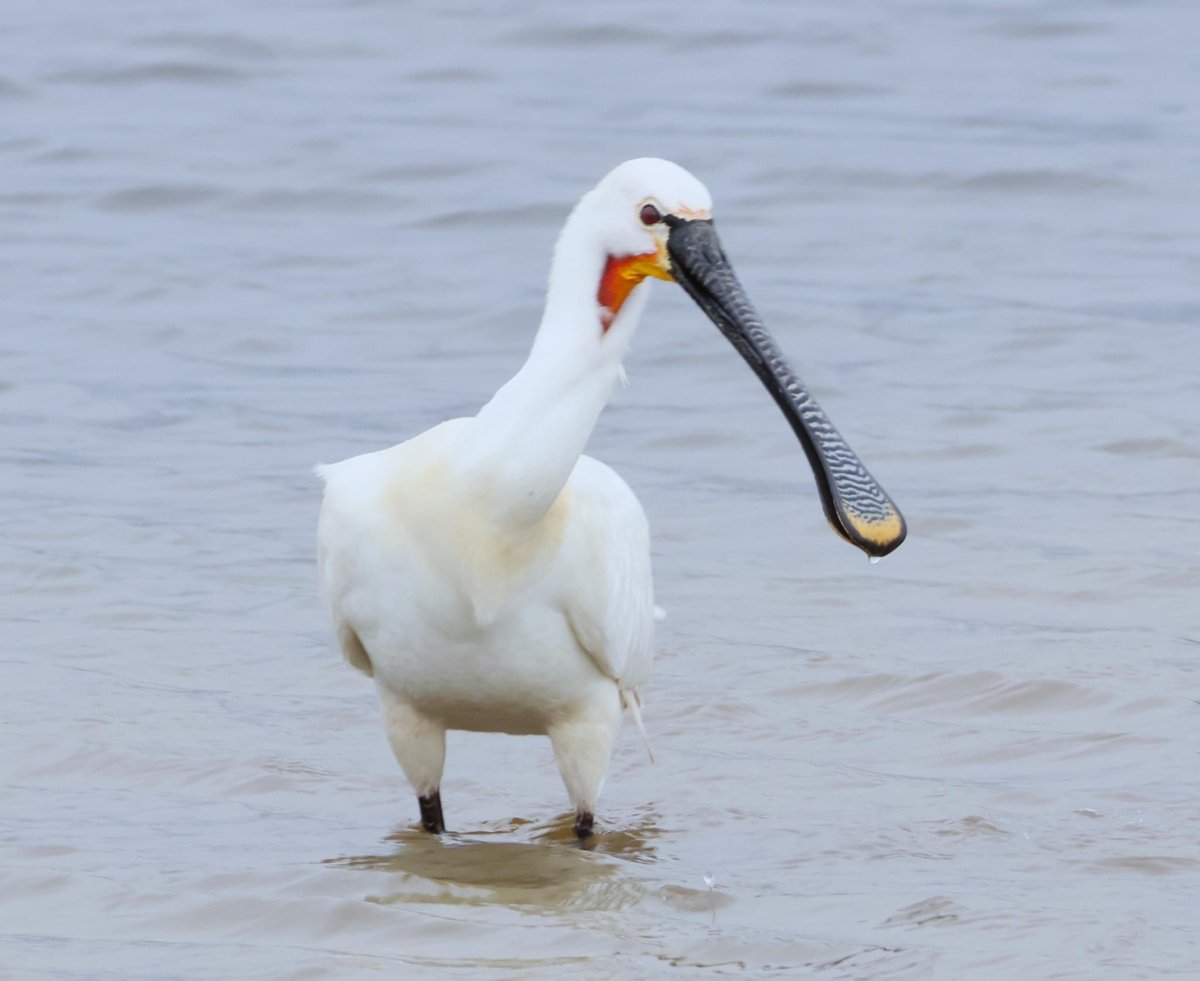 Lodmoor RSPB today and a hungry Spoonbill arrived at lunchtime