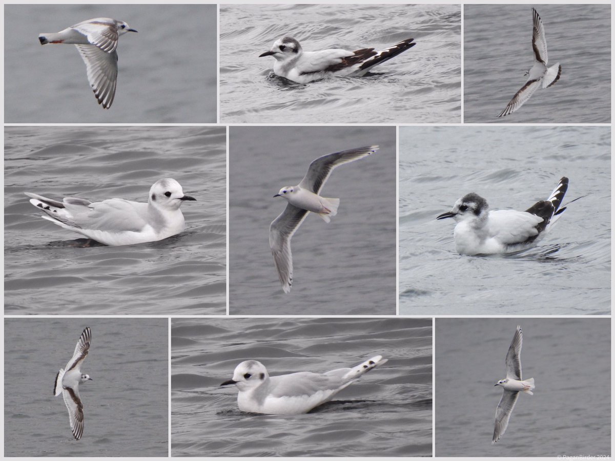 Also still at Cheddar Reservoir the two Little Gulls, a 1st and 2nd winter I believe 🤔🫣@somersetbirds @bto_somerset1 @bristolbirding