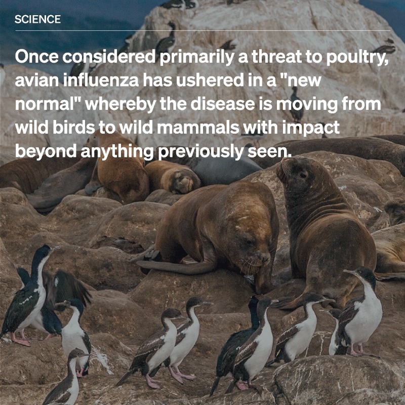 WOAH's tweet photo. The ongoing spread of avian influenza  has now reached an unprecedented milestone as it infiltrates the northern tip of Antarctica's mainland. What does it mean for #wildlife?