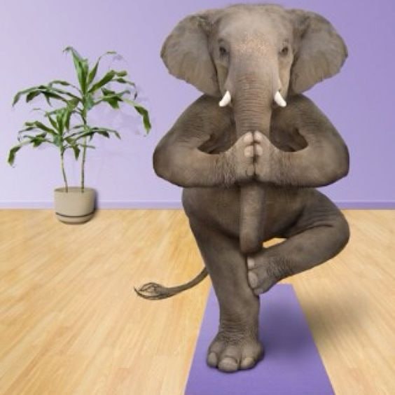 Elephant on surf tweet media