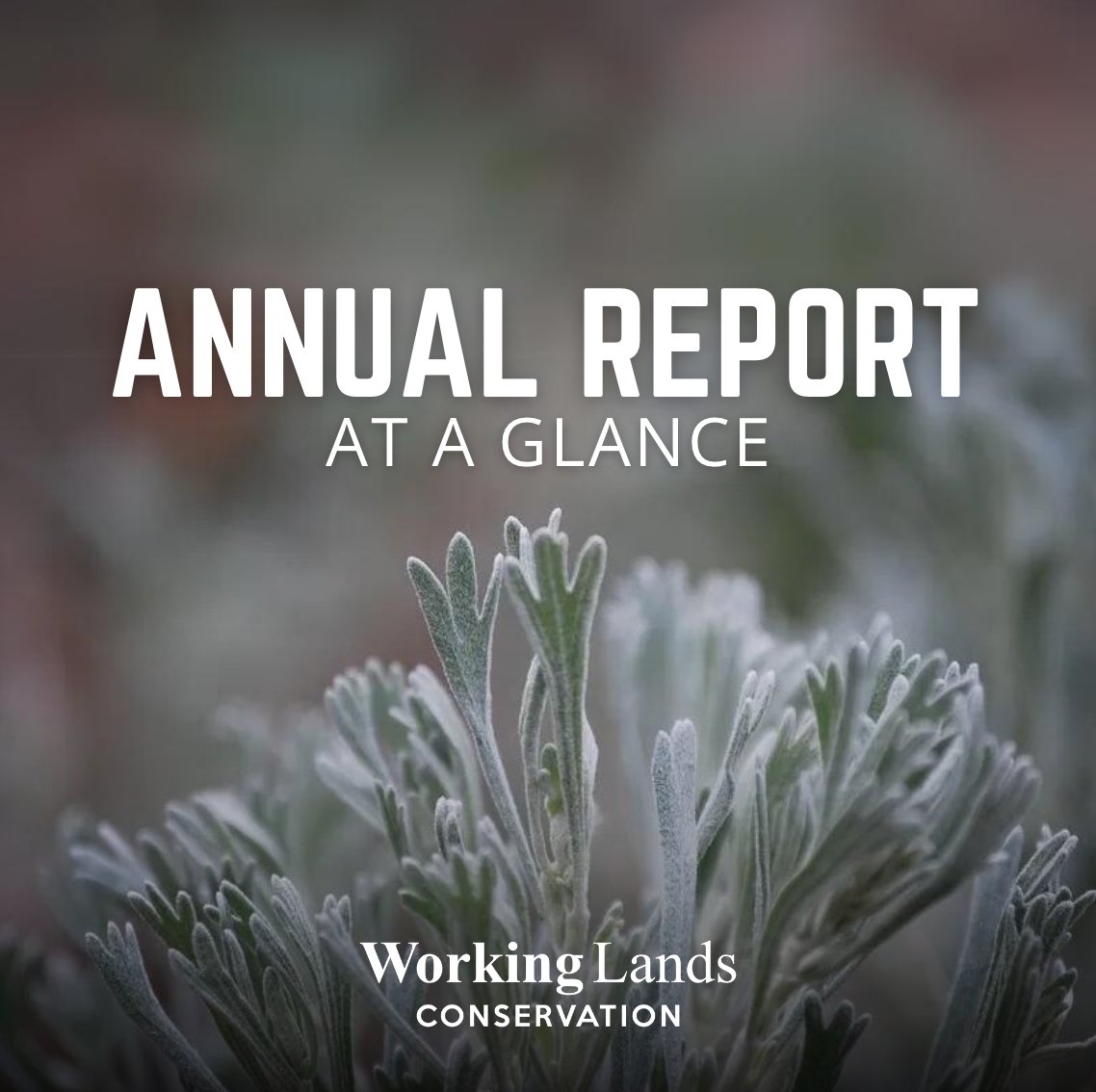 workinglandsorg's tweet photo. Our very first annual report is live! 
https://t.co/NUzdTPUFcG https://t.co/KgmwS7aFEt