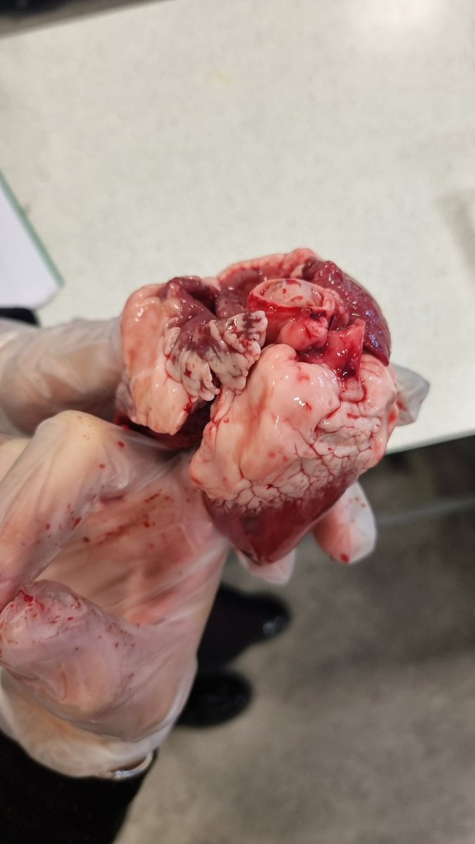 S4 getting hands on with the structure of the heart ♥♥️
Nobody fainted this year.... #success