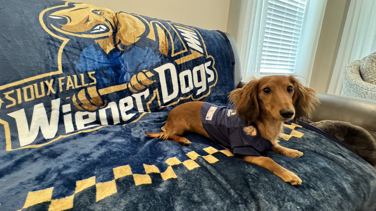 Jdowns90's tweet image. Any chance Molly could get a one day contract as a #Mascot ? Sioux Falls Fans all the way in Pittsburgh, PA. #WeinerDogs #Hockey #PuckWeenie #Dachshund @sfstampede
