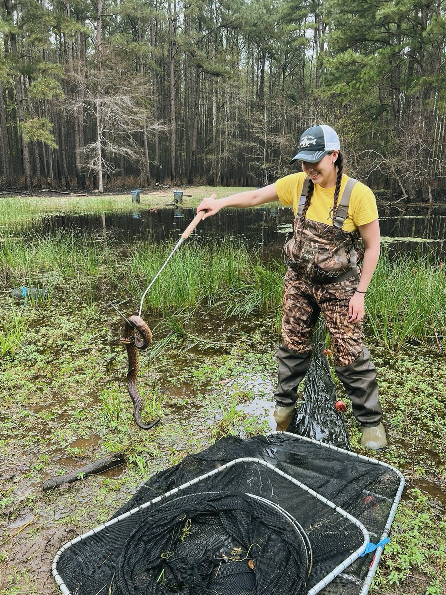 We got a very sweet Cottonmouth in our fyke today 🥰